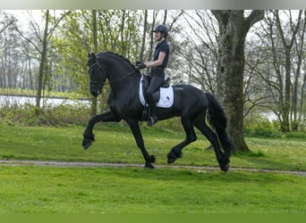 Fries paard, Hengst, 4 Jaar, 170 cm, Zwart