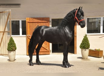 Fries paard, Hengst, 4 Jaar, 170 cm, Zwart