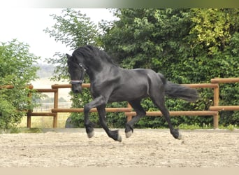 Fries paard, Hengst, 4 Jaar, 170 cm, Zwart