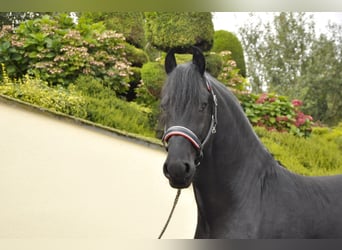 Fries paard, Hengst, 4 Jaar, 170 cm, Zwart