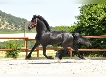 Fries paard, Hengst, 4 Jaar, 170 cm, Zwart