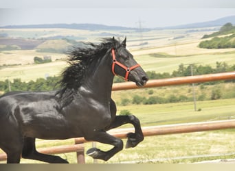 Fries paard, Hengst, 4 Jaar, 170 cm, Zwart