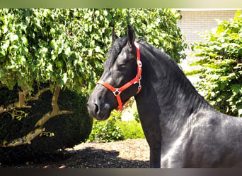 Fries paard, Hengst, 4 Jaar, 170 cm, Zwart