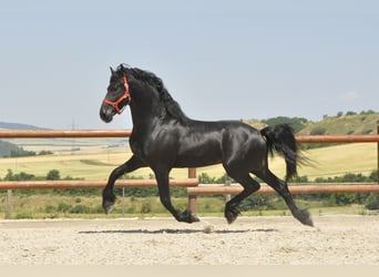 Fries paard, Hengst, 4 Jaar, 170 cm, Zwart