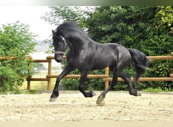 Fries paard, Hengst, 4 Jaar, 170 cm, Zwart