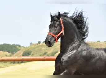 Fries paard, Hengst, 4 Jaar, 170 cm, Zwart