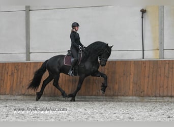 Fries paard, Hengst, 4 Jaar, 170 cm, Zwart