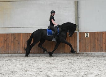 Fries paard, Hengst, 4 Jaar, 170 cm, Zwart
