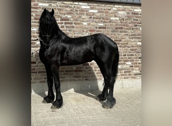 Fries paard, Hengst, 4 Jaar, 170 cm, Zwart
