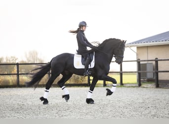 Fries paard, Hengst, 4 Jaar, 171 cm, Zwart