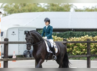 Fries paard, Hengst, 4 Jaar, 171 cm, Zwart