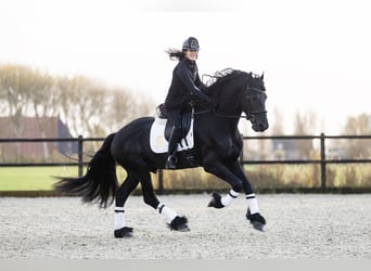 Fries paard, Hengst, 4 Jaar, 171 cm, Zwart