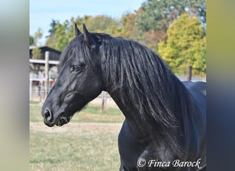 Fries paard, Hengst, 5 Jaar, 158 cm, Zwart