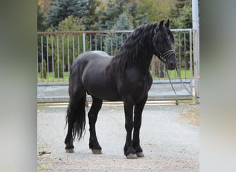 Fries paard, Hengst, 5 Jaar, 162 cm, Zwart