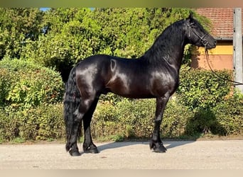 Fries paard, Hengst, 5 Jaar, 162 cm, Zwart