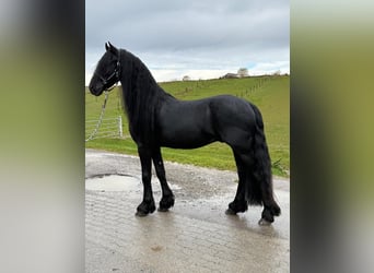 Fries paard, Hengst, 5 Jaar, 163 cm, Zwart