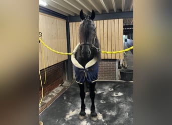 Fries paard, Hengst, 5 Jaar, 163 cm, Zwart