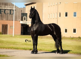 Fries paard, Hengst, 5 Jaar, 163 cm, Zwart