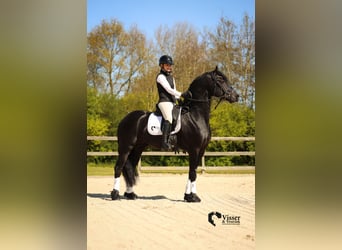 Fries paard, Hengst, 5 Jaar, 163 cm, Zwart