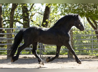Fries paard, Hengst, 5 Jaar, 163 cm, Zwart