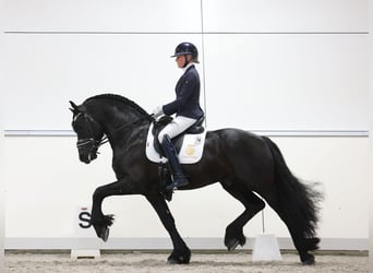 Fries paard, Hengst, 5 Jaar, 164 cm, Zwart