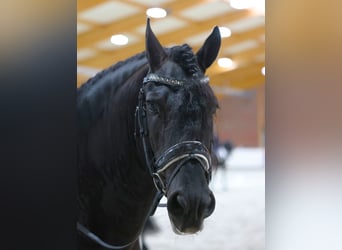 Fries paard, Hengst, 5 Jaar, 164 cm, Zwart