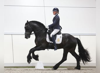 Fries paard, Hengst, 5 Jaar, 164 cm, Zwart