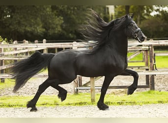 Fries paard, Hengst, 5 Jaar, 164 cm, Zwart