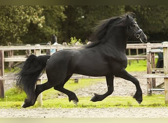 Fries paard, Hengst, 5 Jaar, 164 cm, Zwart