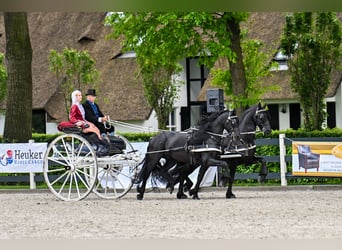 Fries paard, Hengst, 5 Jaar, 164 cm, Zwart