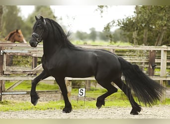 Fries paard, Hengst, 5 Jaar, 164 cm, Zwart