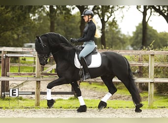 Fries paard, Hengst, 5 Jaar, 164 cm, Zwart