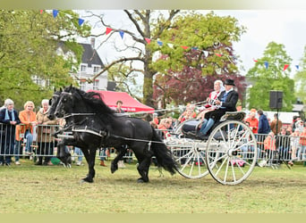 Fries paard, Hengst, 5 Jaar, 164 cm, Zwart