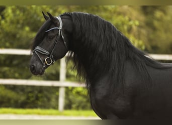 Fries paard, Hengst, 5 Jaar, 164 cm, Zwart