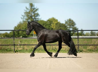 Fries paard, Hengst, 5 Jaar, 164 cm, Zwart