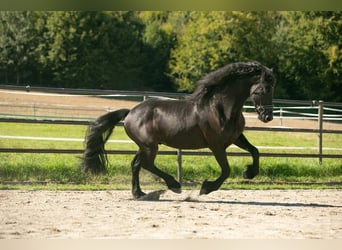 Fries paard, Hengst, 5 Jaar, 164 cm, Zwart