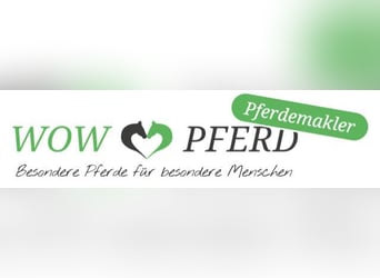 Fries paard, Hengst, 5 Jaar, 164 cm, Zwart