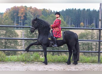 Fries paard, Hengst, 5 Jaar, 164 cm, Zwart