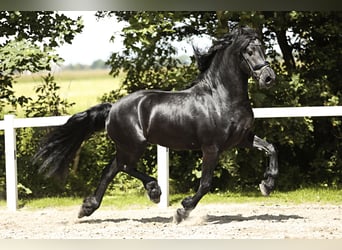 Fries paard, Hengst, 5 Jaar, 165 cm, Zwart