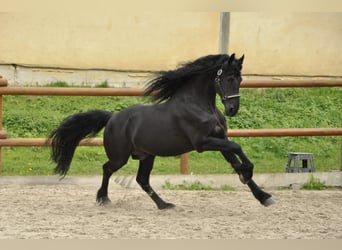 Fries paard, Hengst, 5 Jaar, 165 cm, Zwart