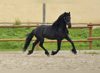 Fries paard, Hengst, 5 Jaar, 165 cm, Zwart