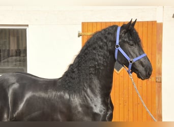 Fries paard, Hengst, 5 Jaar, 165 cm, Zwart