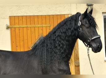 Fries paard, Hengst, 5 Jaar, 165 cm, Zwart