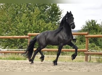 Fries paard, Hengst, 5 Jaar, 165 cm, Zwart