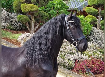 Fries paard, Hengst, 5 Jaar, 165 cm, Zwart
