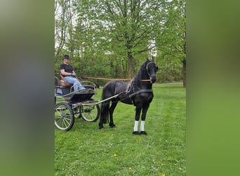 Fries paard, Hengst, 5 Jaar, 165 cm, Zwart