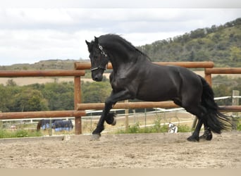 Fries paard, Hengst, 5 Jaar, 165 cm, Zwart