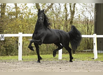 Fries paard, Hengst, 5 Jaar, 167 cm, Zwart