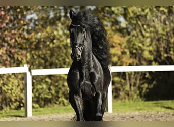 Fries paard, Hengst, 5 Jaar, 167 cm, Zwart