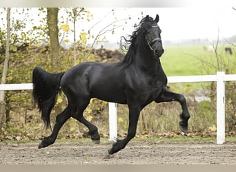 Fries paard, Hengst, 5 Jaar, 167 cm, Zwart